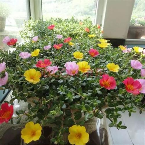 “塑料瓶”竟是养花神器,学会“4种”用法,一生受用、养花旺