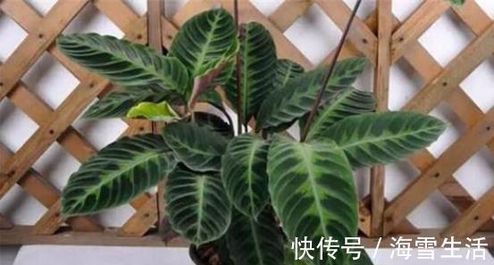 还在按天给花浇水?那你的花离死不远了