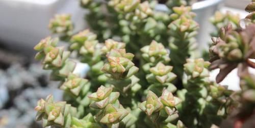 养多肉小米星，掌握“3秘诀”，叶片肥美，颜色好看得不得了！