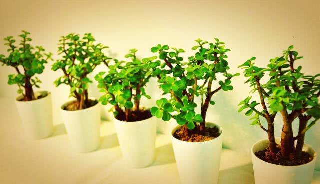 不怕热的“盆景树”,养2年变成粗壮老桩,好养好看又值钱!