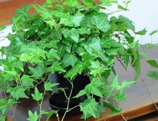 家里如果养这7种花,千万要记得少晒太阳它们喜阴