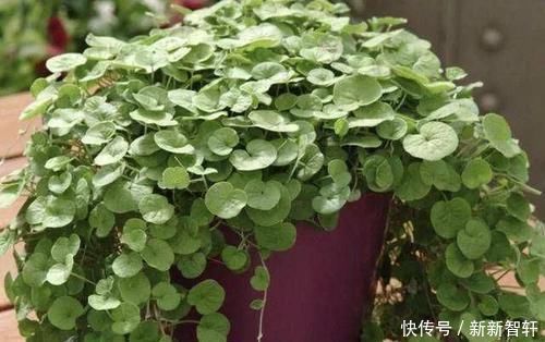 盆栽|在河边，碰到“1种野草”请珍惜，人称“马蹄金”，当盆栽值钱