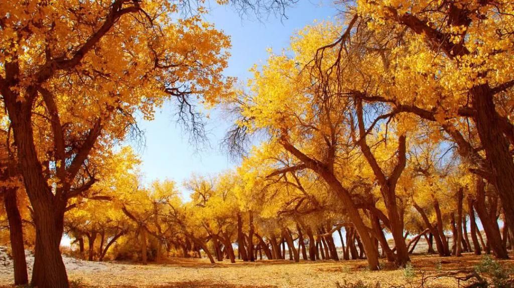 对不起|推荐丨对不起,别再找我,我要去阿拉善了