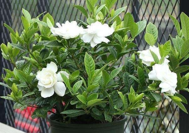 栀子花的花骨朵发黄，都是2种因素导致的，养护细节很重要