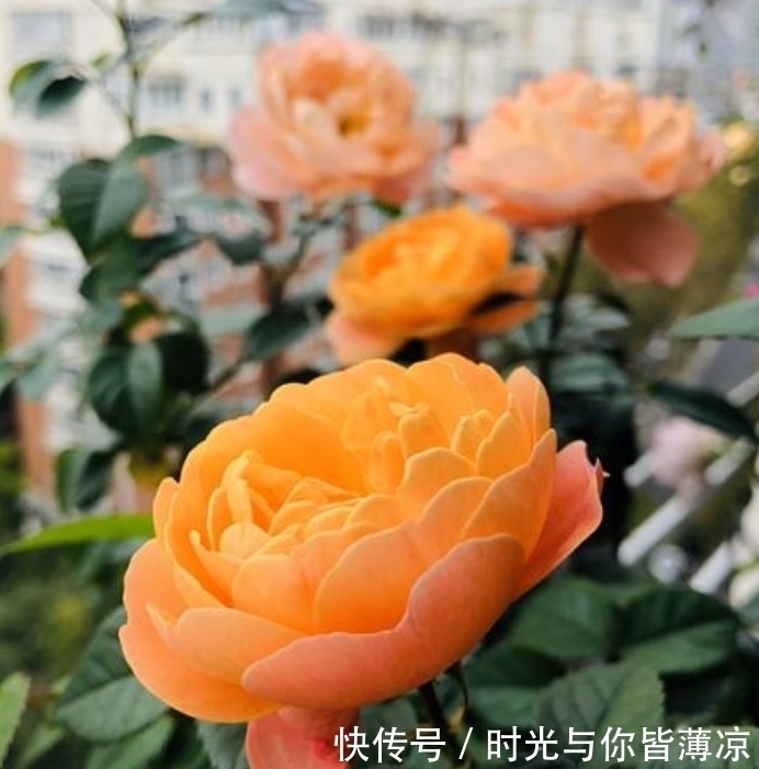 家有庭院就养4种花,夏天开正旺,花期长花朵多,一盆开出200朵花