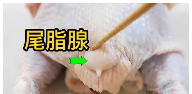 鸡屁股|宁舍金山、不舍鸡尖,传说有毒且致癌的鸡屁股,到底能不能吃?