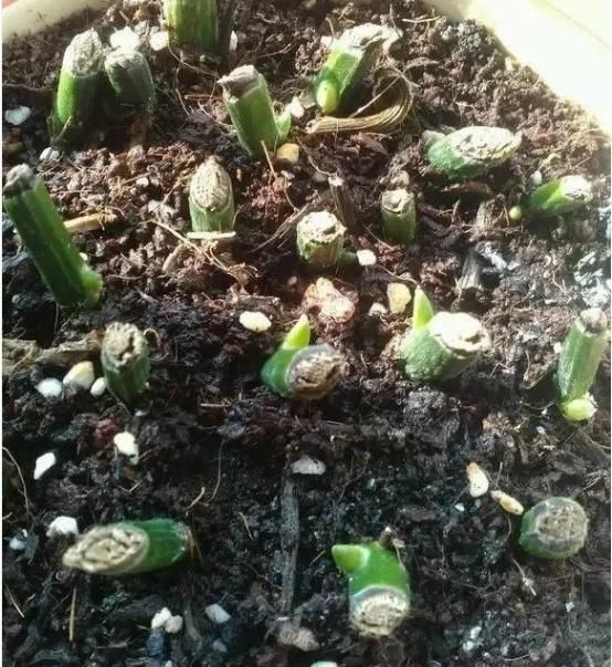 养花就要舍得割,这2种花越割长得就越旺,割1茬只用3周冒新芽