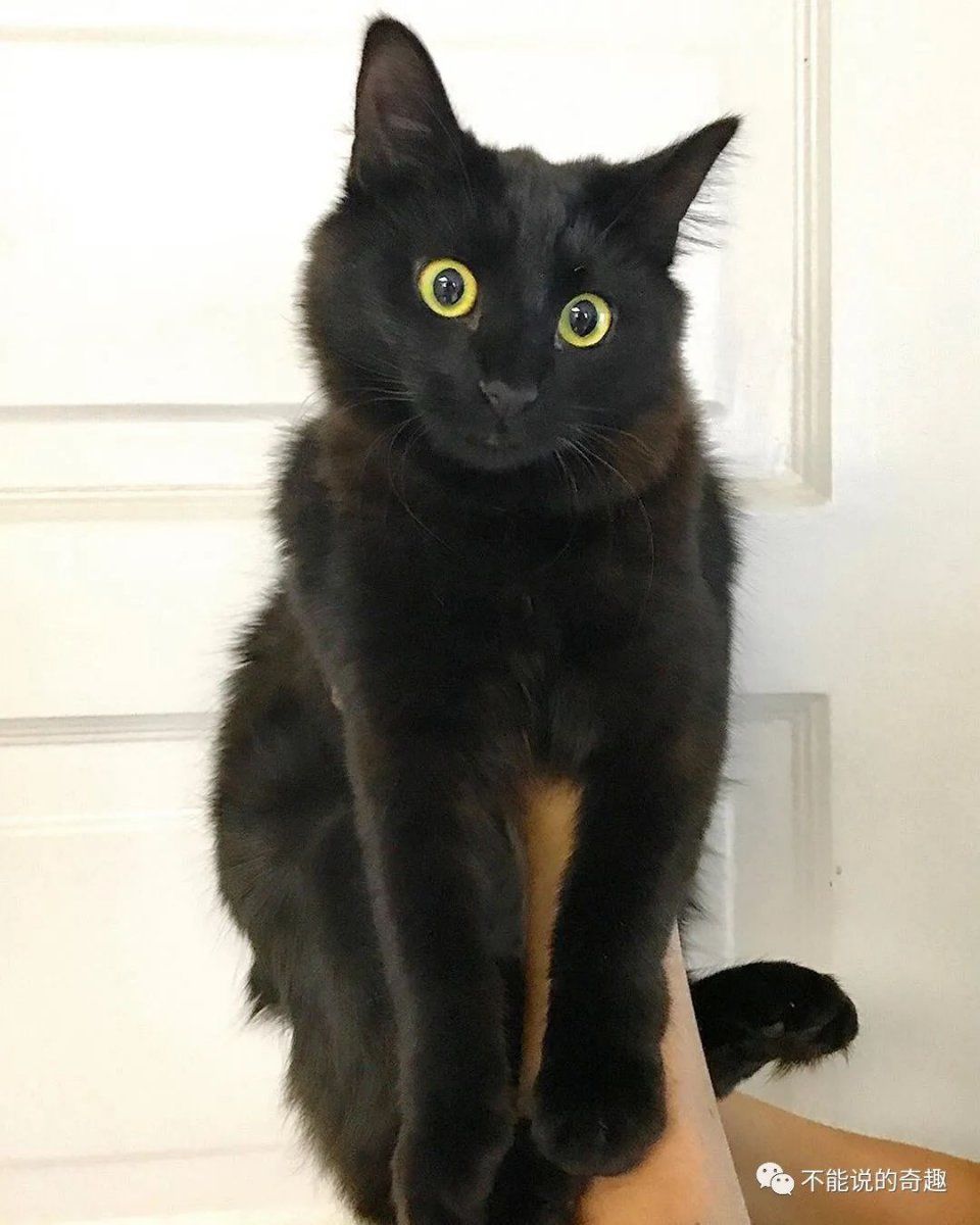 |拳拳到肉,情节可紧张可搞笑,美国夫妻将家猫放进各式电影超有趣