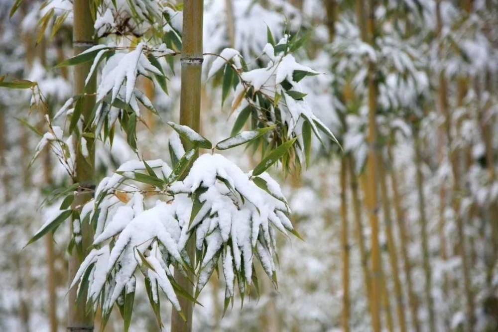  冬日|雪中竹，就是最美的冬日风景！