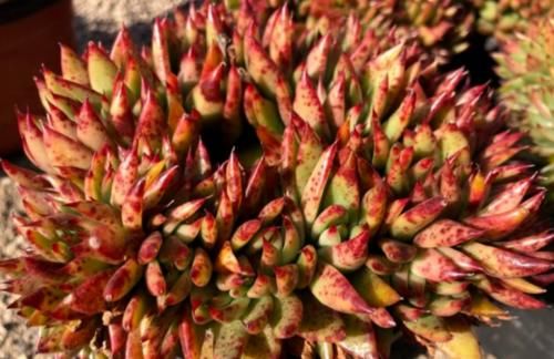 名字很洋气的多肉艾克魂，你知道它是什么品种缀化而形成的吗？