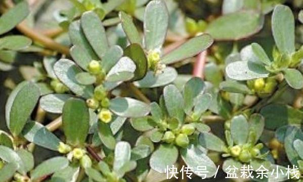 马生菜|冬季阳台种马生菜，多晒太阳少浇水，叶子蹭蹭长
