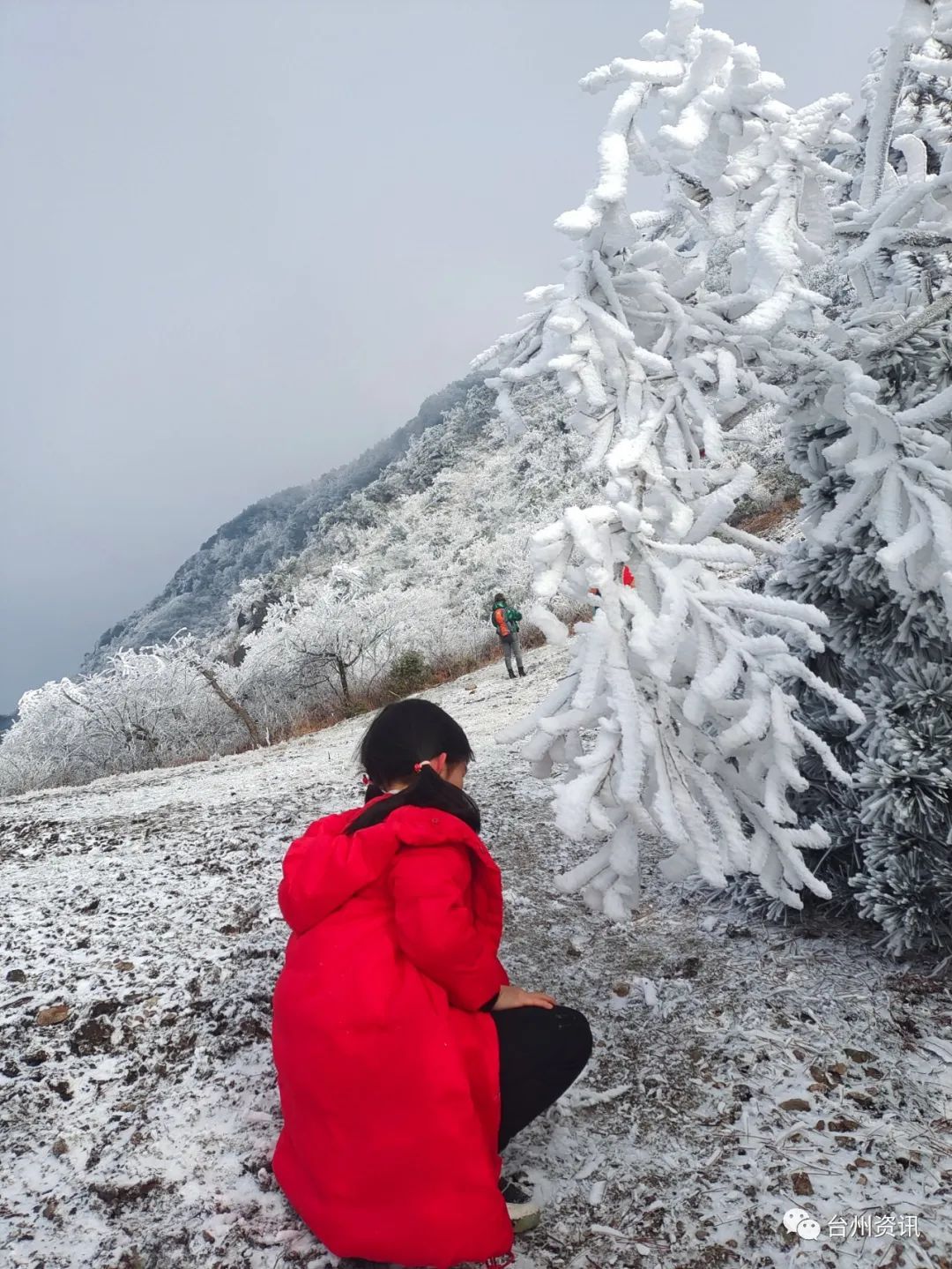 美景|天台大雷山雾凇美景玉树琼枝晶莹剔透令人神往！