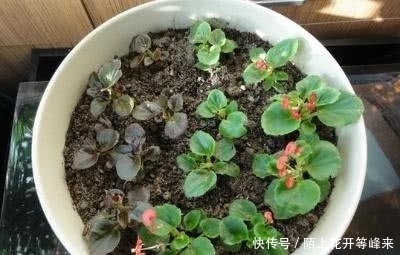 想要养这几种花卉的朋友抓紧时间了，现在是最佳时机千万不要错过