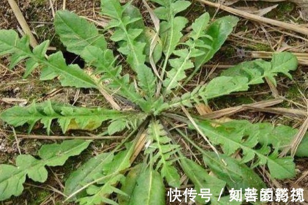 野菜|在农村见到这种野菜,切记只摘叶子,不要拔根,因为太珍贵了!