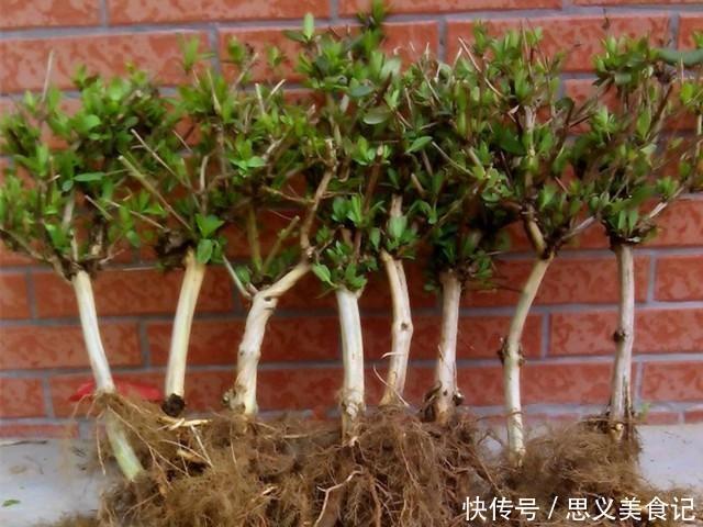 花卉|悄悄告诉你，网购花卉，见到“4种花”离远点，谁也养不活