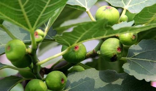 延缓衰老|女性想要皮肤好,要学会吃6种食物,帮你排毒养颜、延缓衰老