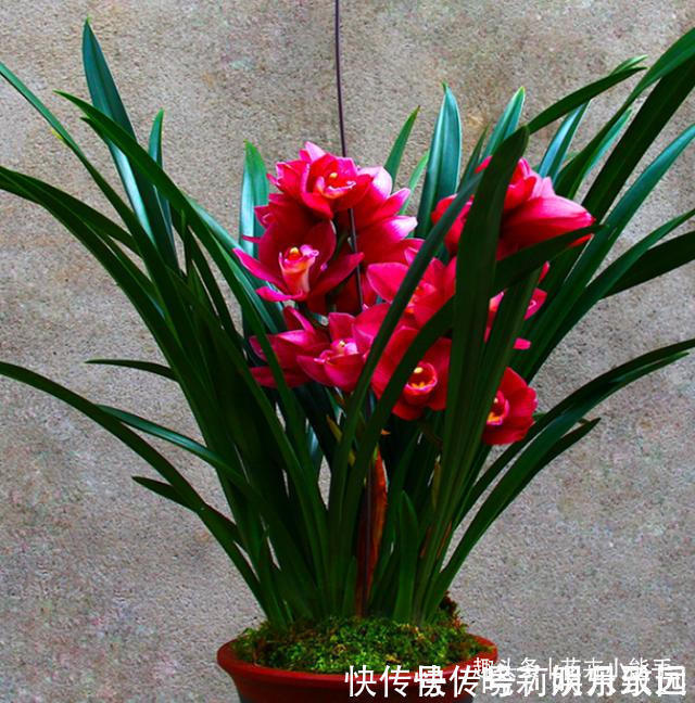 花色|此兰花，是名副其实的“开花机器”，花色鲜艳，勤花勤草还很好养