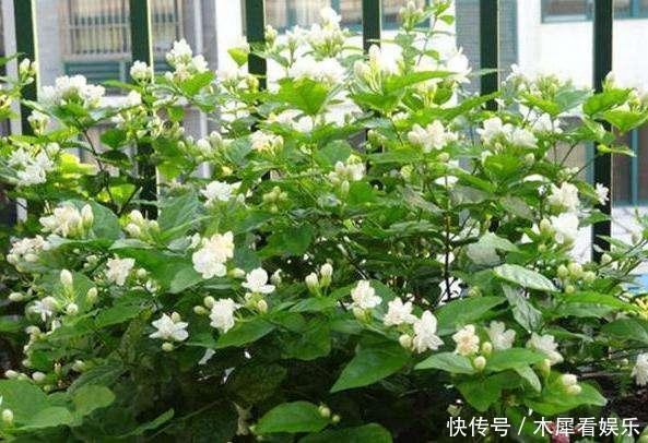花王|秋天买茉莉，枝头满花苞3点谨慎，别手欠，开成“爆花王”