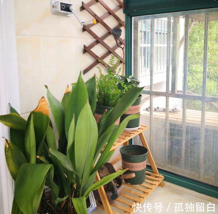 多菌灵水|刚买的花盆、旧盆不能直接拿来养花,这么处理后,盆栽植物无忧