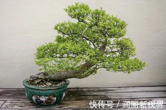 叶子|特别适合新手养的榆树盆景,养室内也能生长良好