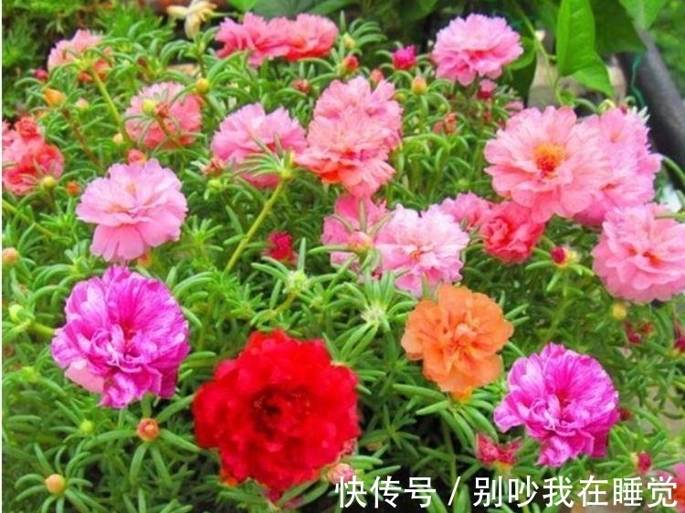 几种花是懒人的最爱,有阳光就爆盆,给点水就疯长,太好养
