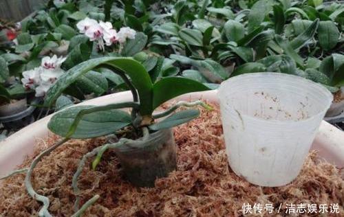 养护|烂根的蝴蝶兰别扔,学会这么做,猛窜花枝,年年都开花