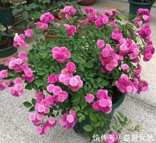 矮牵牛|3种花，越掐长越旺，一盆开出300朵，层层交叠，花开看不见叶