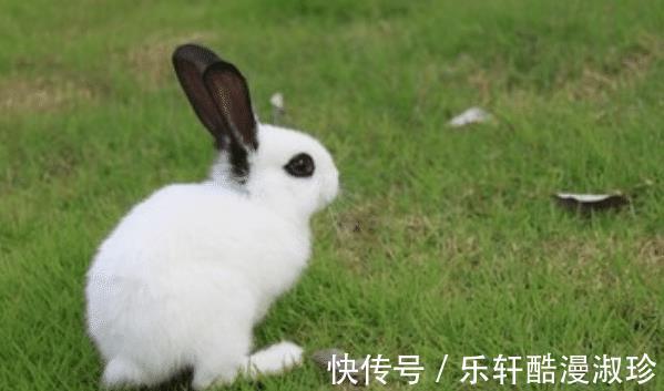 贵人|“兔兔兔”8月摆脱困境，迎风翻盘，贵人相助，工作得心应手