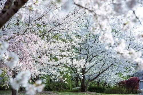 顾村公园赏樱·诗词｜绚烂当属樱花，七日洒遍苍穹