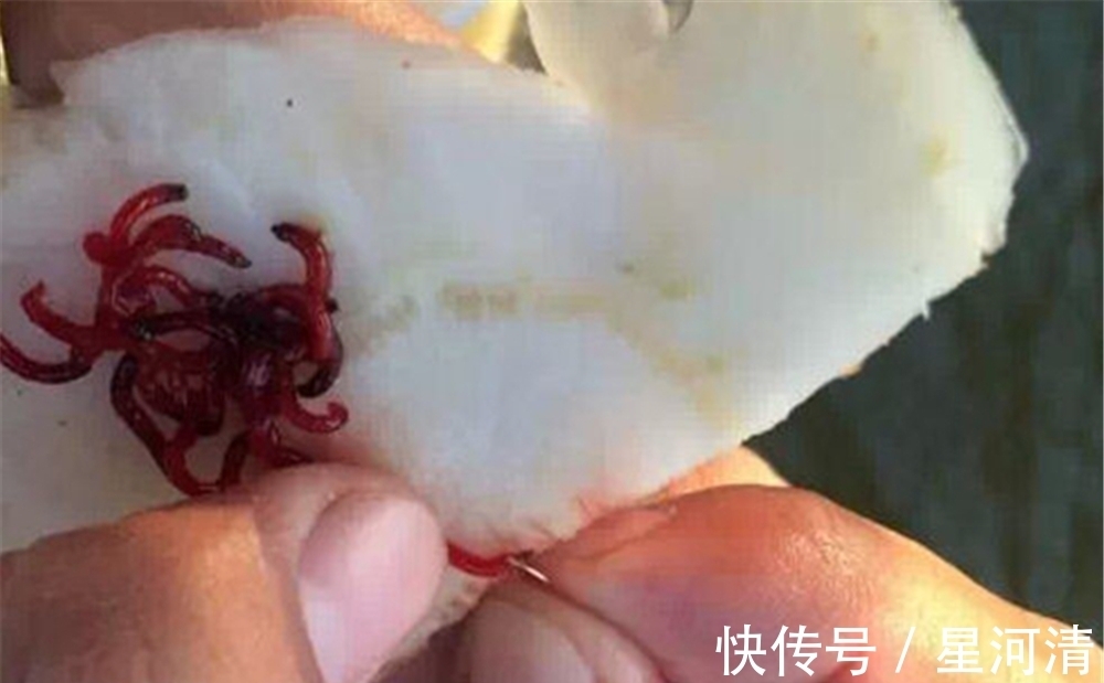 饵料|冬季的鲫鱼有4个典型习性,技巧跟着习性走,气温再低也能连竿