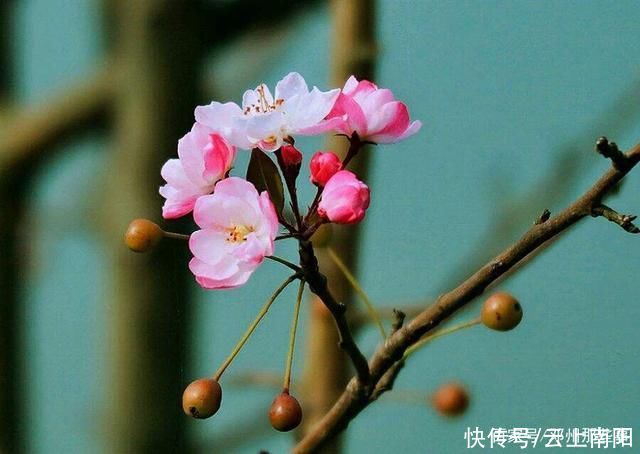 阳春三月，带你看花