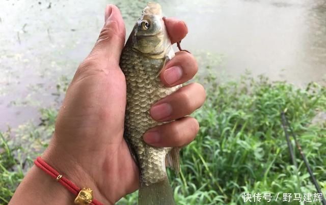 高温天垂钓不宜用蚯蚓实践出真知,“万能饵”并非浪得虚名