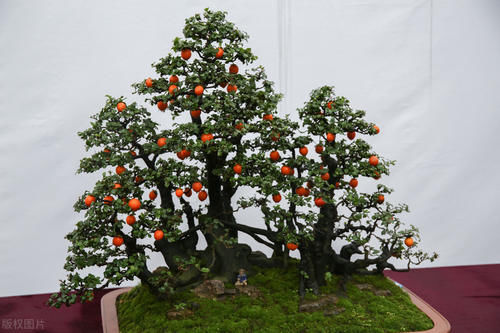 植物花卉|别再为浇水发愁了,给你支招“10多10少”浇水法,比啥方法多管用