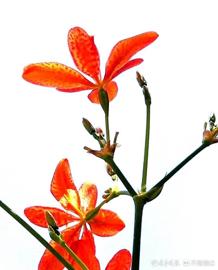 高军|这妖艳美丽的花朵名叫凤翼，入中药清热解毒