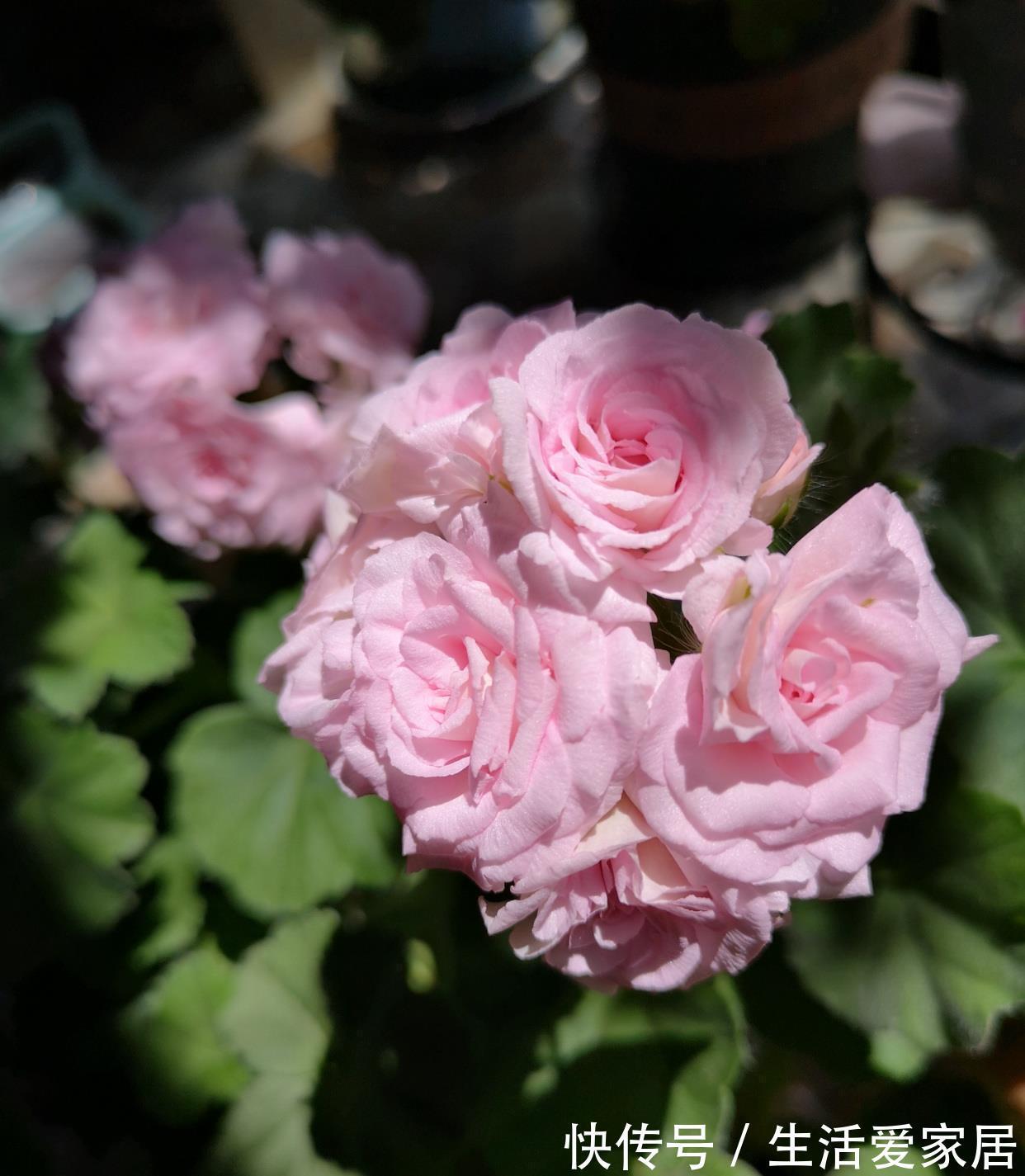 阳台|天竺葵“白鼠”,花美若玫瑰,丰花勤花,栽培简单,很值得拥有