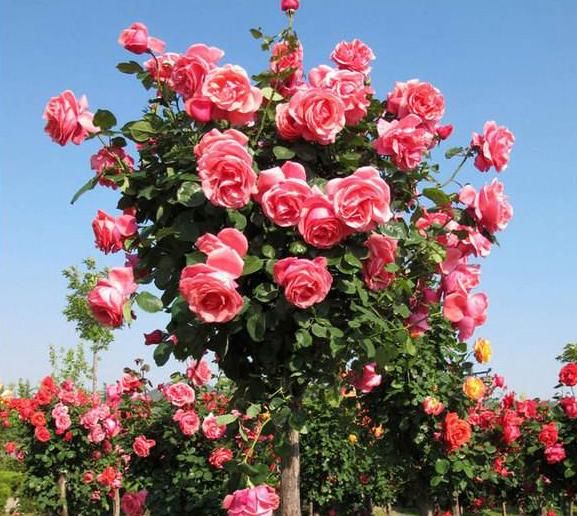 聪明人养花,别的不养就养“此3种”,难怪越来越健康、还富裕