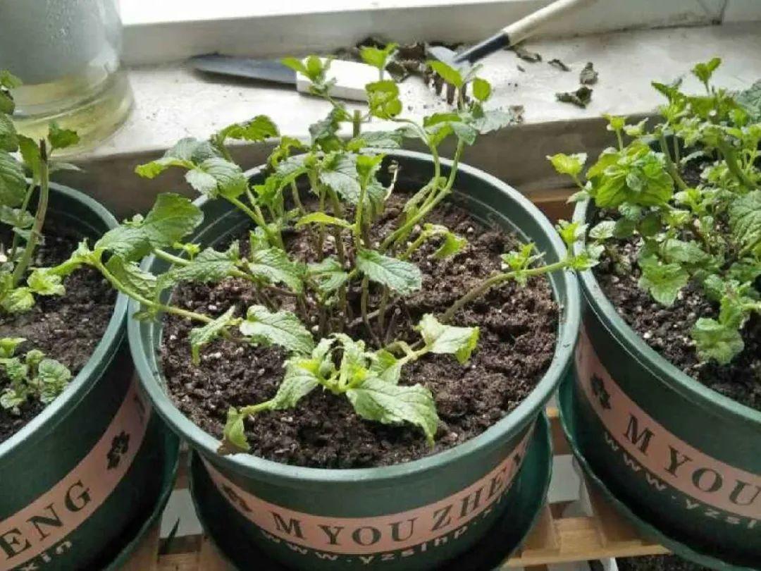 叶子|20种花，天凉了赶紧剪，来年开花有多又艳！