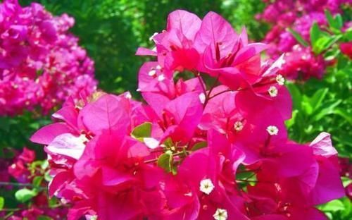 花朵|3种花随便养,长得快开花多,养成瀑布,美如画!