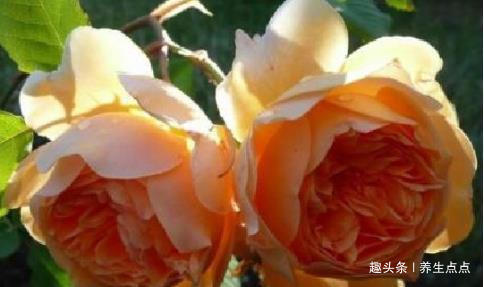 喜欢菊花，不如养盆“精品玫瑰”太子妃，一次开爆四季开花