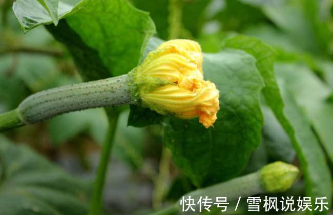 多喝|女人皮肤黑还长斑多喝“美人水”,美白淡斑,使皮肤洁白、细嫩