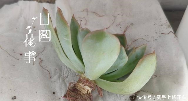 多肉有4种根型,上盆方法各不相同,现配图示意,望帮到新手肉友!