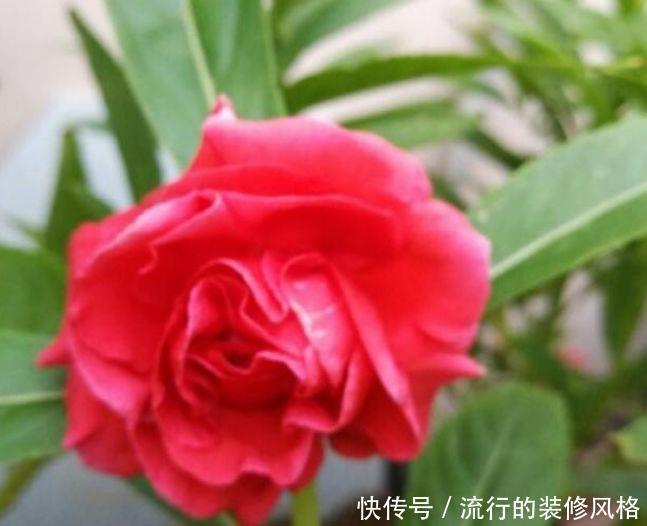 4种花很适合阳台养,花香四溢,花朵烂漫迷人,开花一簇簇4