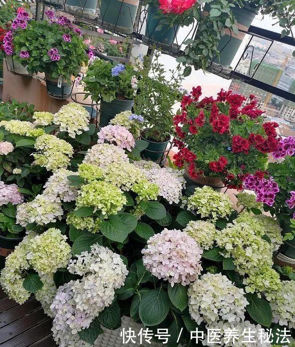 几分钱的“小药片”磨成粉,花盆浇一点,比多菌灵强,养花一级棒!