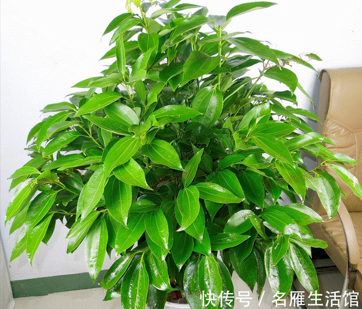 客厅见树,家业稳固!适合客厅养的五种树,大气美观,幸福感倍增