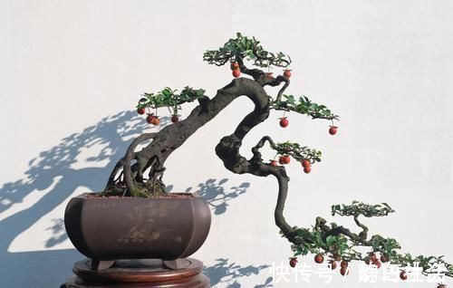 薄膜|三招教会你，让树桩快速发芽成活，方法简单，一看就会，管用