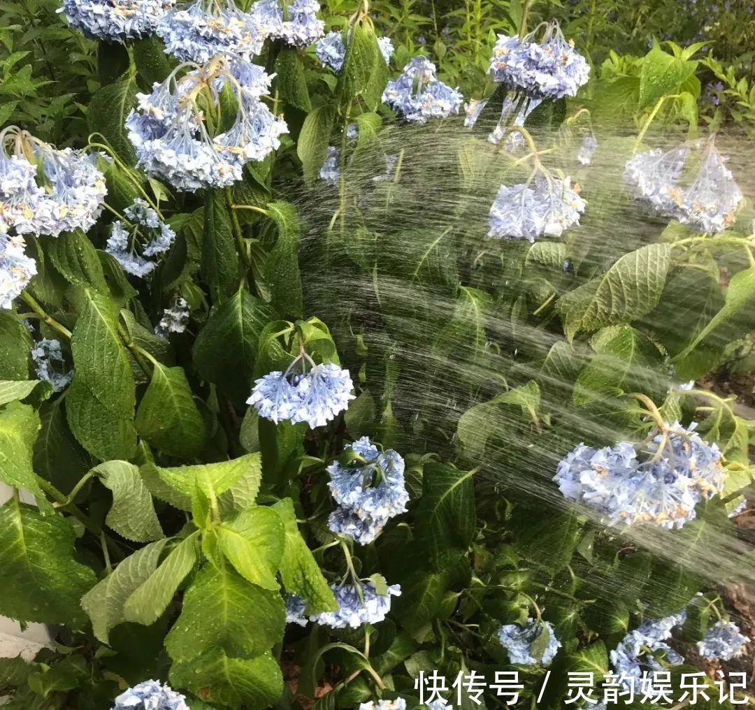 6种花一天不浇水，叶子就耷拉，缺水3天就死翘！