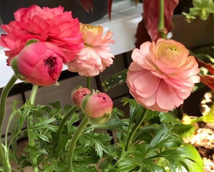 浇灌|给花浇点“开花水”,花苞全都冒出来,比激素还管用!