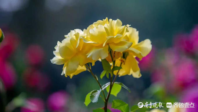 泉城公园|花开齐鲁｜初夏限定款来喽！济南泉城公园月季花开，浪漫来袭
