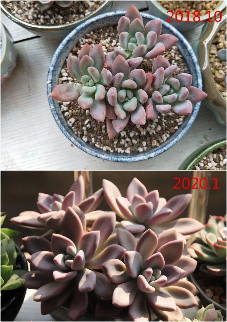 每次的剁手都是忍无可忍，无需再忍！买买买！静待肉美！