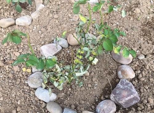 家庭地栽月季,立春前后这么打理,开花越来越多,个大色艳